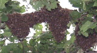 Bienenschwarm